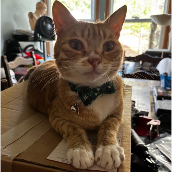 Taco 🧡 - Picture 4 of 7